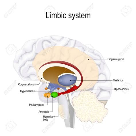 limbic system. Cross section of the human brain. Anatomical components of limbic system ...