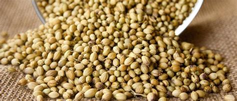 manfaat air rebusan ketumbar dan serai