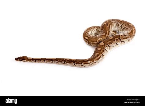 Image result for Royal Python Snake