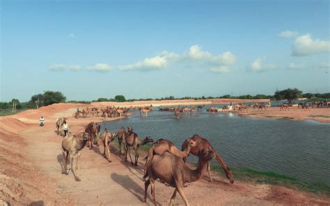 Rajasthan Rainfall Shift: Rising Floods and Greener Landscapes in Thar ...