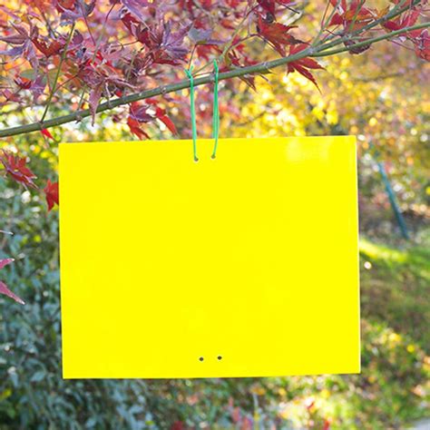 Buy Wozhidaose Tools Dual-Sided Yellow Sticky Traps 20 Sheets for ...
