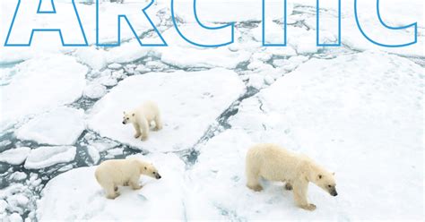 Arctic 的图像结果