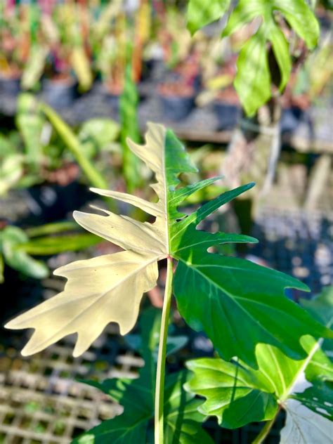 Entretien Monstera Variegata : Guide complet - croissance optimale ...