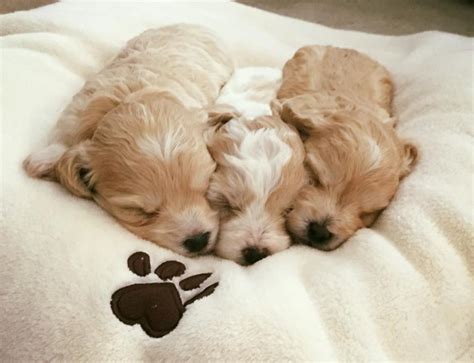 Image result for Cheap Cockapoo