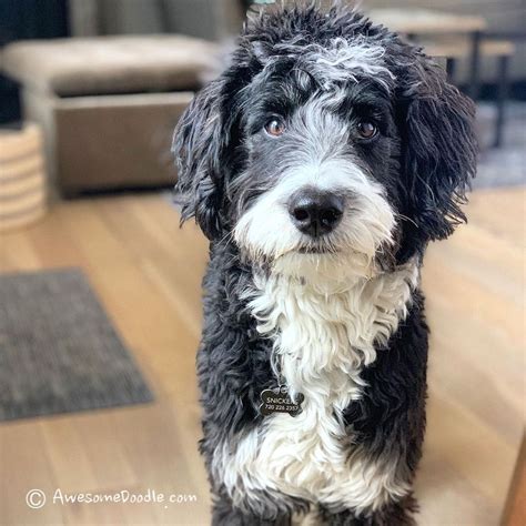 Aussiedoodle size full grown how big do aussiedoodles get toy mini ...