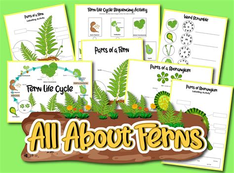 Fern Life Cycle Mcgraw Hill
