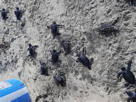 First-ever green sea turtles nesting photo-documented in Maharashtra ...