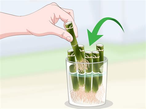 Basics of How To Propagate Lucky Bamboo in Your Garden Don't miss out ...