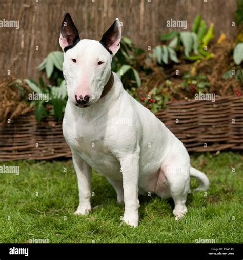 White English Bull Terrier