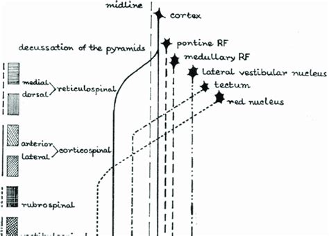 Image result for Muscle Spindle Rate Coding