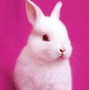 Image result for white baby bunny videos