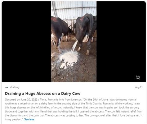 Exploding Cow Abscess 的图像结果