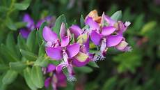 arbusto fiori viola immagini fiorire fiore petalo botanica flora arbusto fiori viola immagini fiorire fiore petalo botanica flora