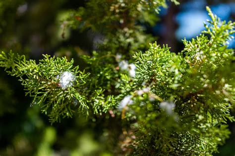 Image result for Juniper Tree Pollen Exploding