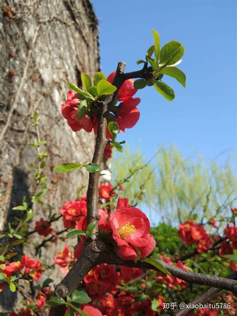 什么花是三四月开花-花海建设-长景园林网