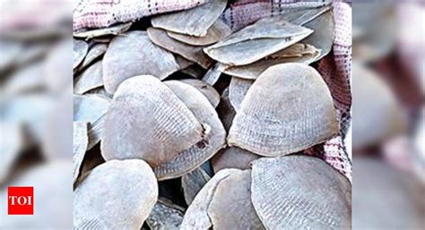 240 pangolin scales seized, three poachers arrested in Telangana ...