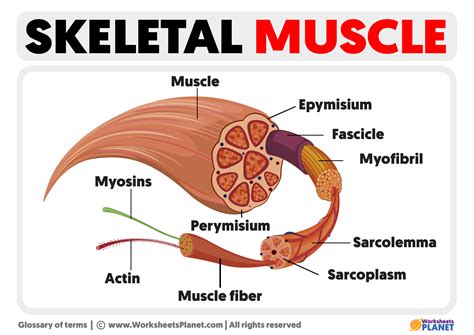 Image result for Skeletal Muscle Function