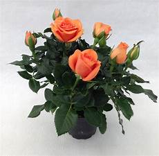 roselline in vaso mini in gold is highly wanted roses forever roselline in vaso mini in gold is highly wanted roses forever