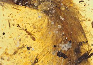 First feathered dinosaur tail found preserved in amber | National ...