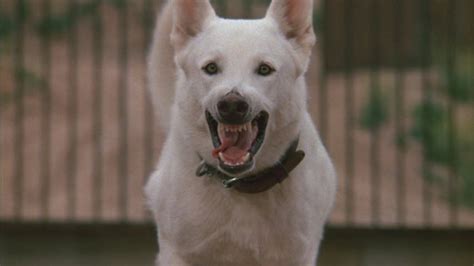 White Dog Full Free Movie 的图像结果