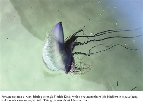 Bluebottles Definition at Laura Mullen blog