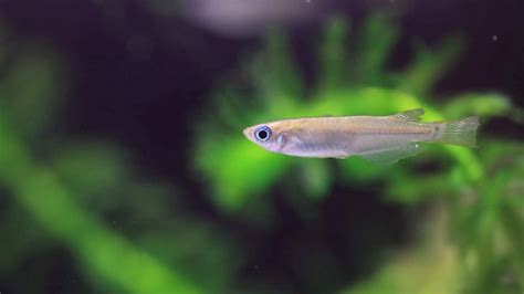 Java Rice Fish 的图像结果