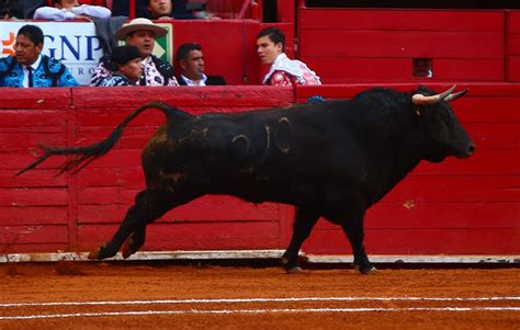 Ocho con Ocho – El toro como eje de la fiesta – suertematador.com