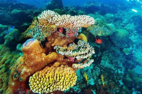 Menemukan Pesona Wisata Bahari di Semarang: Surga Pantai dan Laut yang ...