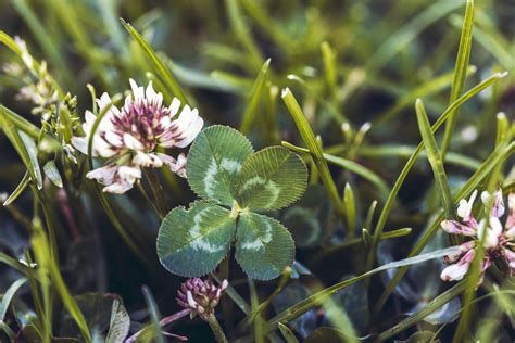 The Benefits of a Clover Lawn, and How to Grow One | Tools & Guides ...