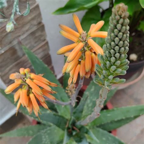 Aloe Barbadensis Leaf Juice | Aloe Vera Gel | Cosmetic Ingredients Guide