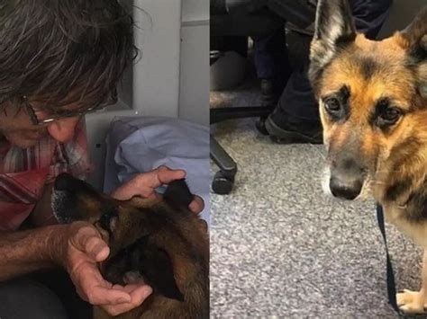 Brave Dog Swims For 11 Hours To Find Help After Owner's Boat Capsized ...