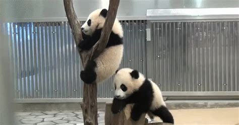 Image result for Pandas Library Python Application