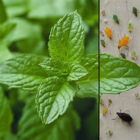 16 Reasons to Grow Mint: Enjoy the Flavor Without Losing Control - Grow ...