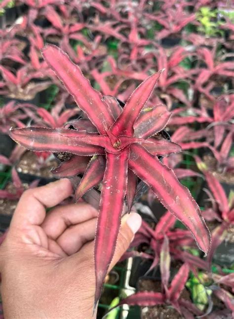 OrchidZone Earth star Red indoor plant Price in India - Buy OrchidZone ...