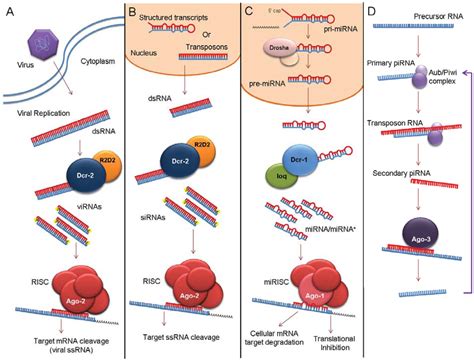 Insects | Special Issue : Insect Immunity