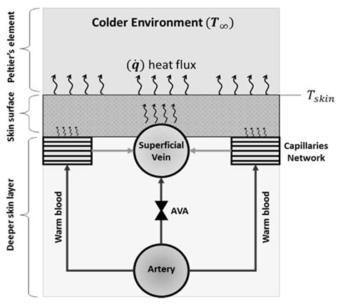 Reverse Engineering of Thermoregulatory Cold-Induced Vasoconstriction ...