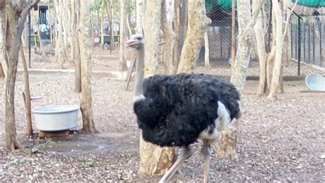 Find Top Zoos to Visit in Karnataka