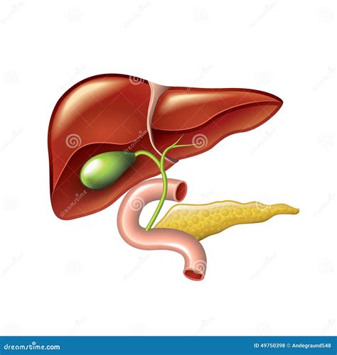 Human Liver, Gallbladder, Pancreas Anatomy Vector Stock Vector ...