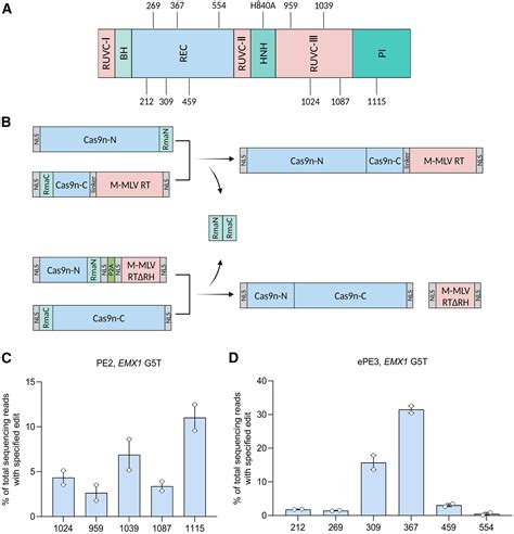 Improved split prime editors enable efficient in vivo genome editing: Cell Reports