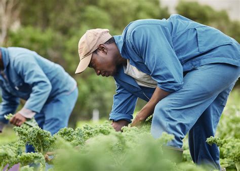 Why Ugandan Farm Workers Are The Best Option For Qatar – Explorer Dubai Ltd Qatar top ...