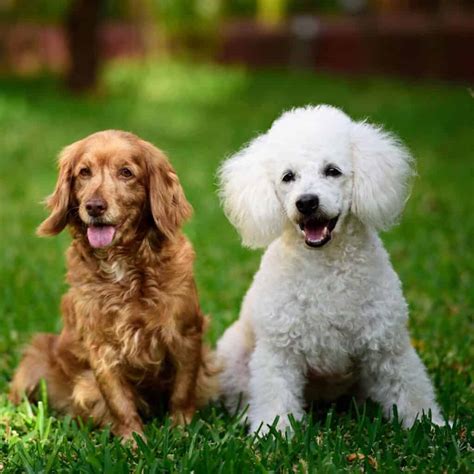 Image result for Cockapoo Colors