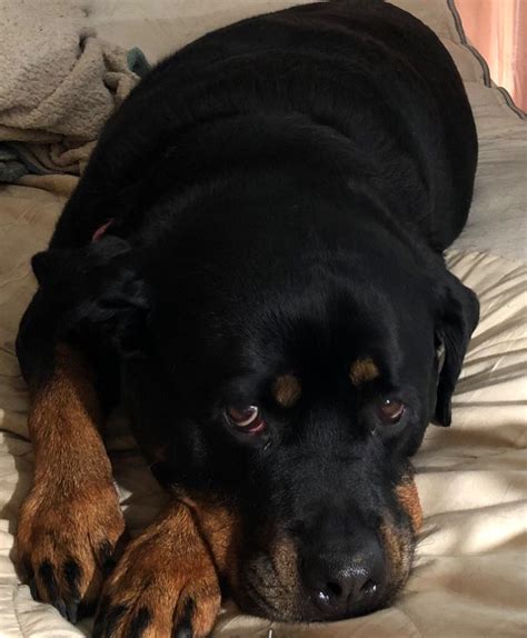 My heart aches : r/Rottweiler