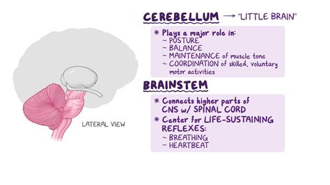 Brainstem Definition Anatomy Parts Function Kenhub