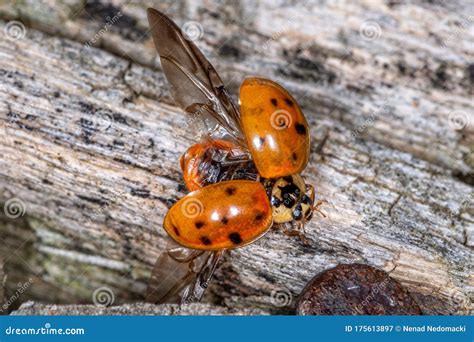 Extreme Magnification - Lady Bug with Spread Wings. Flying Ladybug ...