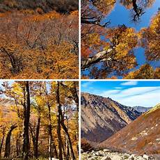 Home In The Argentinian Forest by Argentina Bariloche Forest Tales From The Lens Home In The Argentinian Forest