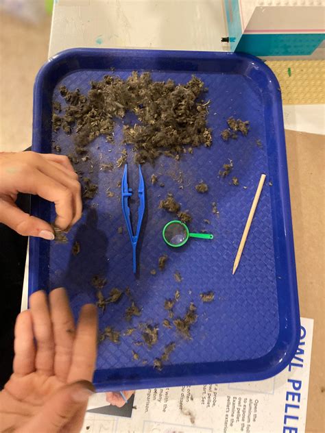 Owl Pellet Dissection Kit – ABC Crate