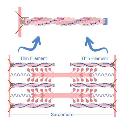 Structure Of A Sarcomere