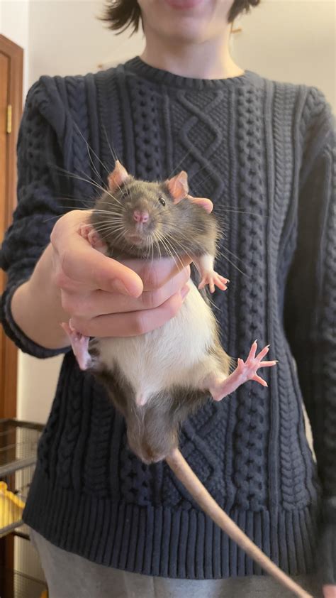 Can Rats Eat Packing Peanuts at James Daulton blog