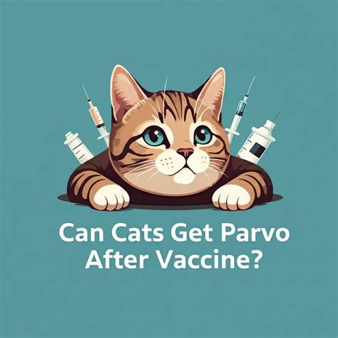 Cat Parvo After Vaccine: What You Need to Know - Relivehealth