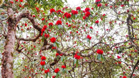 Red alert: The Himalayas are blooming with rhododendron | Condé Nast ...
